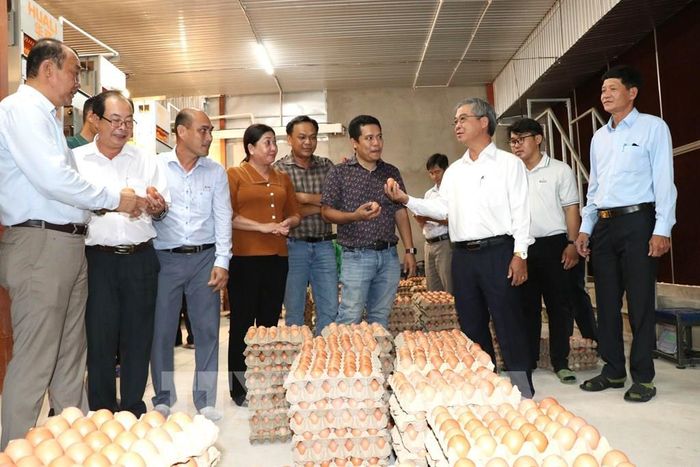 Phó Chủ tịch UBND tỉnh Vĩnh Long Châu Văn Hòa khảo sát mô hình nuôi gà công nghệ cao của Công ty TNHH Chăn nuôi công nghệ cao 168, xã Tam Ngãi. Ảnh: Thanh Hòa- TTXVN