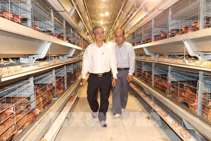 Phó Chủ tịch UBND tỉnh Vĩnh Long Châu Văn Hòa khảo sát mô hình nuôi gà công nghệ cao của Công ty TNHH Chăn nuôi công nghệ cao 168, xã Tam Ngãi. Ảnh: Thanh Hòa - TTXVN