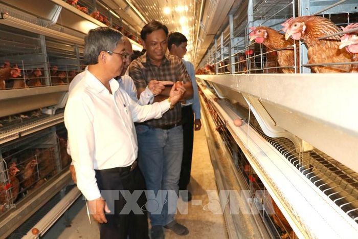 Phó Chủ tịch UBND tỉnh Vĩnh Long Châu Văn Hòa khảo sát mô hình nuôi gà công nghệ cao của Công ty TNHH Chăn nuôi công nghệ cao 168, xã Tam Ngãi. Ảnh: Thanh Hòa - TTXVN