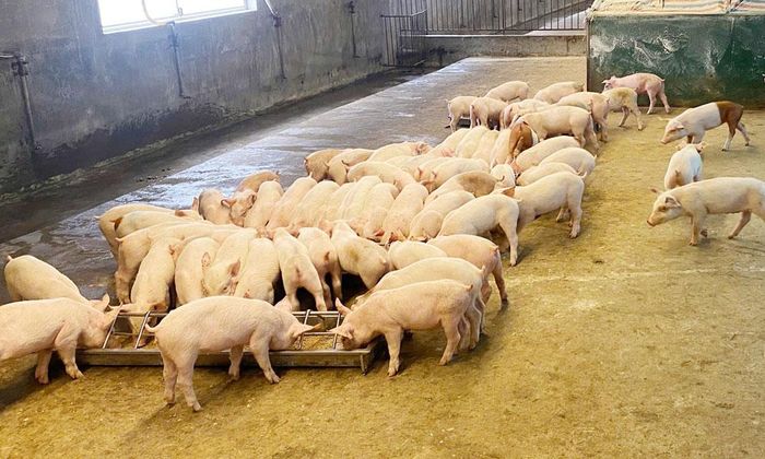  Trang trại chăn nuôi gia công cho Công ty cổ phần CP Việt Nam quy mô 3.000 - 4.000 con lợn thịt/lứa của gia đình ông Trần Văn Long ở thôn Khánh Sơn, xã Ngọc Thiện. 