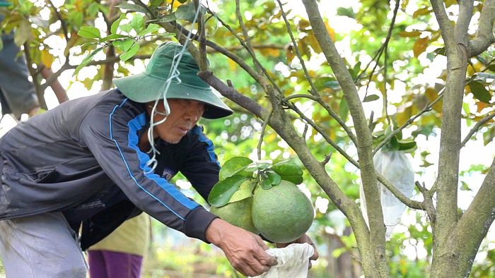Người dân xã Phước Chánh đầu tư phát triển kinh tế vườn. Ảnh: TRỌNG Ý
