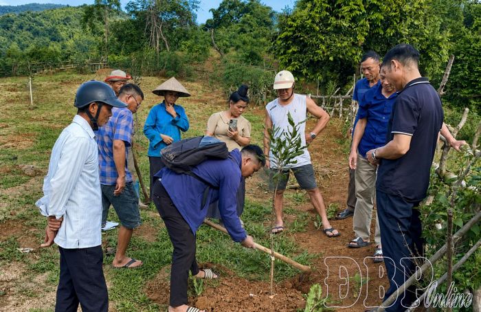 Phát triển mắc ca là giải pháp quan trọng để tham gia tín chỉ carbon. Trong ảnh: Người dân xã Chiềng Sinh trồng mắc ca.