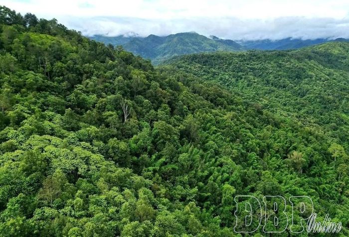 Diện tích rừng lớn là cơ hội để Điện Biên tham gia thị trường carbon.
