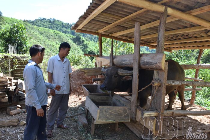 Nhờ được hướng dẫn các kỹ thuật chăn nuôi, anh Lầu Và Lâu, bản Cây Sổ, xã Mường Nhé chăm sóc tốt vật nuôi của gia đình.
