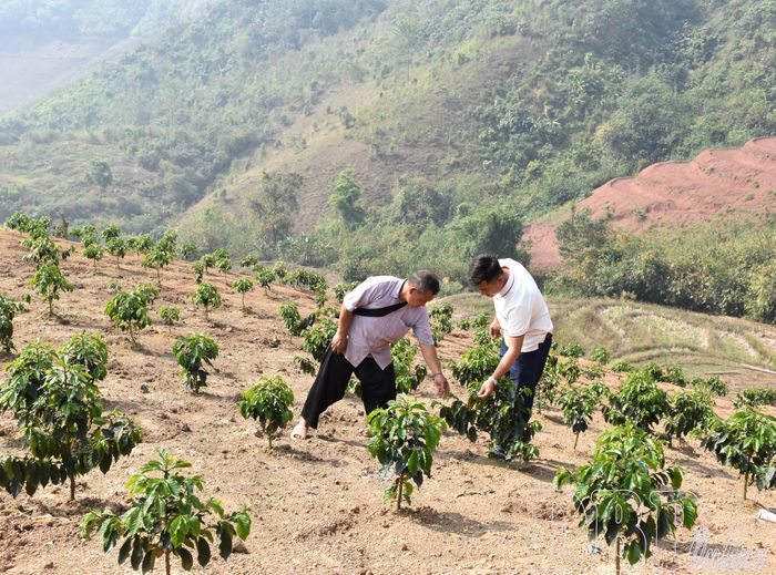  Cán bộ chuyên môn xã Mường Nhé hướng dẫn nông dân trên địa bàn áp dụng kỹ thuật chăm sóc cây cà phê.