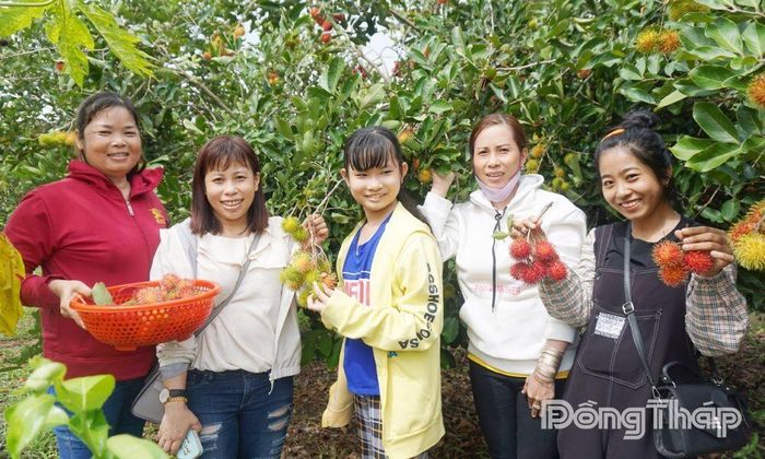 Du khách trải nghiệm hái chôm chôm tại Vườn trái cây Tám Sáng.