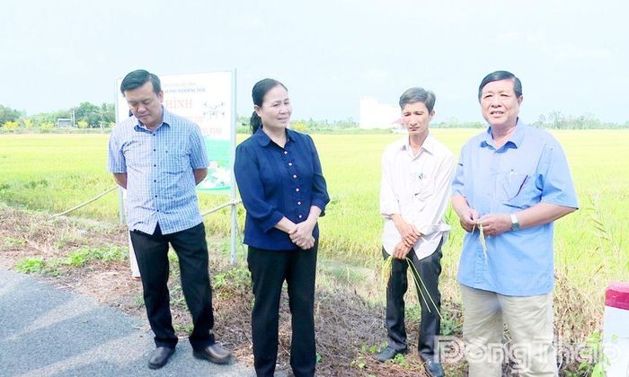 Lãnh đạo phường Mỹ Trà thăm mô hình sản xuất lúa chất lượng cao. Ảnh: LÊ HOÀNG-