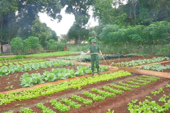 Cán bộ, chiến sĩ của Đồn Biên phòng Ia Mơ tăng gia sản xuất, bảo đảm nguồn thực phẩm phục vụ đời sống bộ đội. Ảnh: N.T