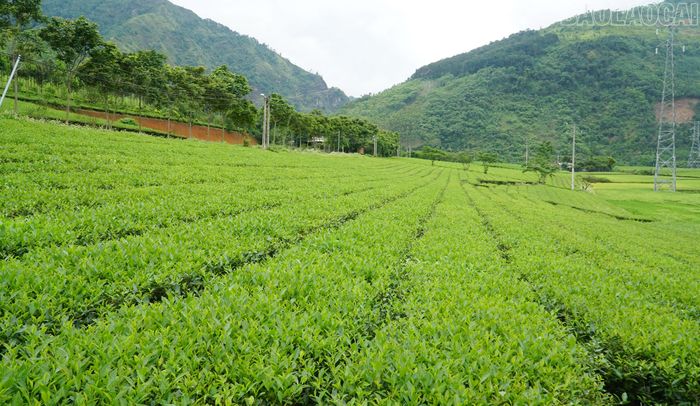 Nhờ đẩy mạnh liên kết sản xuất và chuyển đổi cơ cấu cây trồng, vật nuôi, tỷ lệ hộ nghèo toàn tỉnh giảm xuống còn 5,5% vào năm 2025.