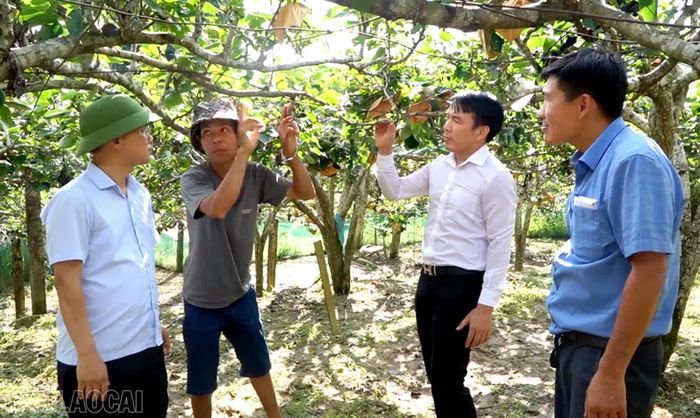 Các đồng chí lãnh đạo xã Bắc Hà thăm vùng trồng cây ăn quả ôn đới trên địa bàn.