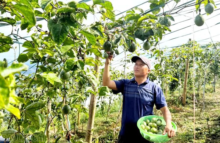Anh Hầu Seo P Lấu thu hoạch những đợt chanh leo đầu tiên.
