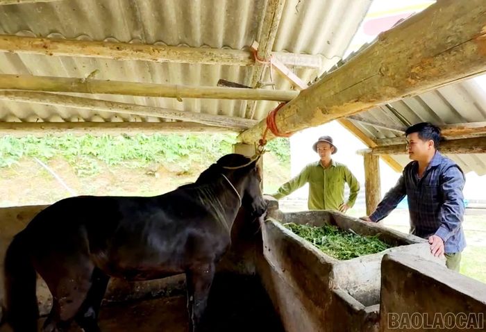 Mô hình chăn nuôi ngựa tại xã Bắc Hà.