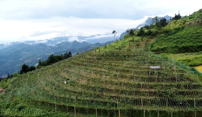 Vùng trồng chanh leo của gia đình anh Hầu Seo P Lấu.