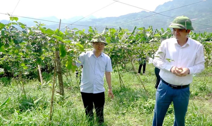 Lãnh đạo xã thăm vùng trồng cây chanh leo hiệu quả tại thôn Cồ Dề Chải.