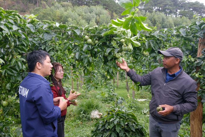 Ông Ya Phương thường xuyên chia sẻ kinh nghiệm trồng chanh dây với người dân trên địa bàn