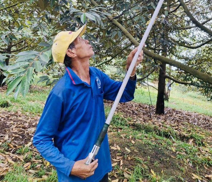 Dù tuổi đã cao, ông Trung vẫn chăm chỉ lao động, phát triển sản xuất