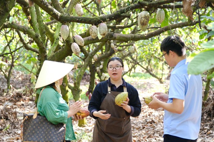 Trong điều kiện có bóng che, ca cao có thể được bố trí trong hệ thống sản xuất phù hợp với cảnh quan và điều kiện sinh thái địa phương