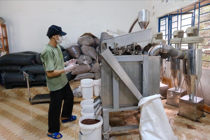 Doanh nghiệp thu mua ca cao và chế biến ngay tại xã Cát Tiên 2