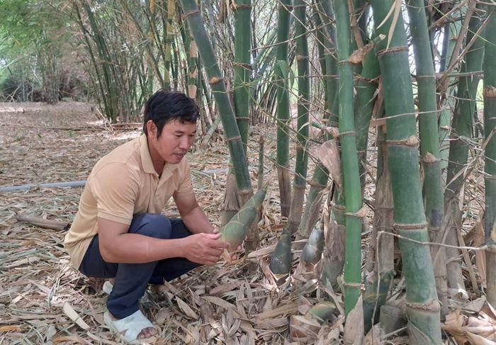 Những bụi tre đang cho thu hoạch của anh Thổ Văn Liền