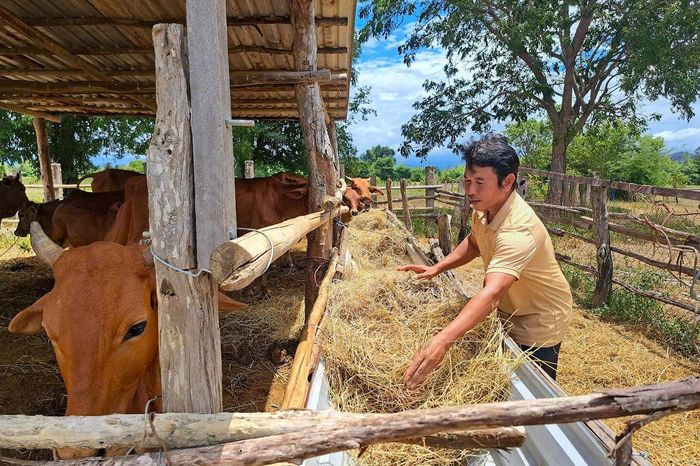 Tận dụng phụ phẩm nông nghiệp, anh Liền nuôi thêm bò vỗ béo