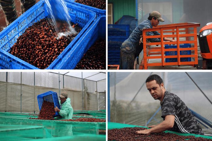 Đồng bào dân tộc thiểu số Lạc Dương phát triển chế biến sâu cà phê