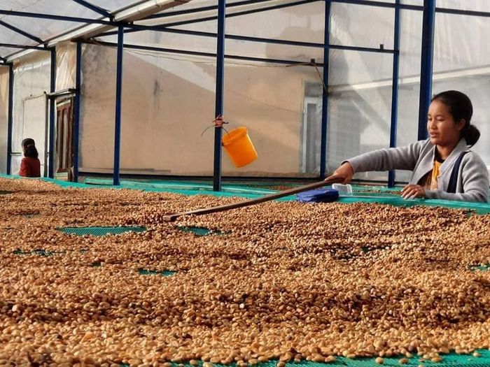 Dưới chân Lang Biang người dân đồng bào dân tộc thiểu số không ngừng tìm cách sơ chế tốt hơn cho những hạt cà phê
