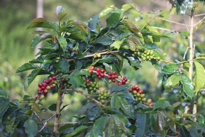 Cây cà phê Arabica dưới chân núi Lang Biang vẫn đang giúp người dân gắn bó lâu dài với đất và cây trồng truyền thống của mình