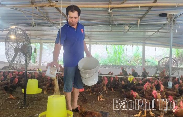 Gia đình ông Đỗ Kim Ngọc ở xã Thanh Thủy đầu tư chăn nuôi gà theo hướng an toàn sinh học, dự kiến dịp cuối năm sẽ cung cấp ra thị trường khoảng 50.000 con gà thịt.