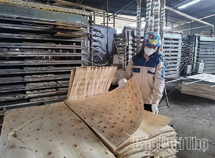 Hoạt động chế biến gỗ tại xã Thu Cúc góp phần thúc đẩy phát triển kinh tế lâm nghiệp theo hướng bền vững.