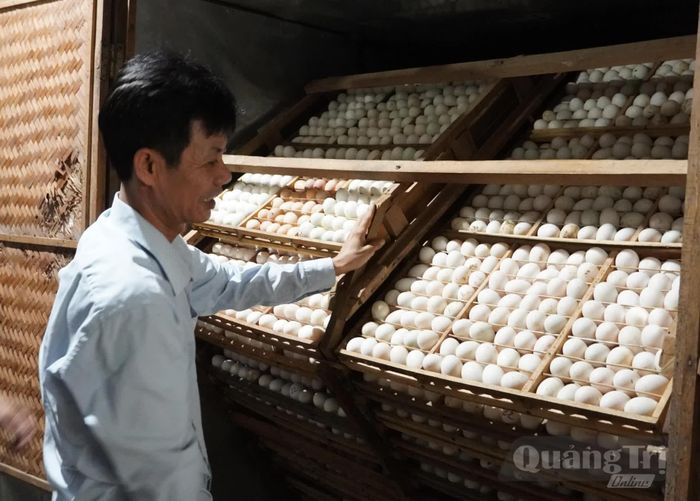 Chăn nuôi đem lại thu nhập ổn định cho nhiều hộ dân xã Lệ Ninh - Ảnh: L.L