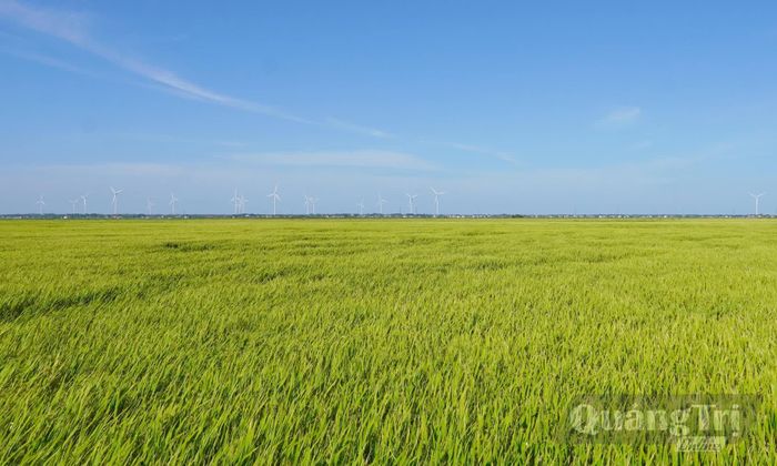 Những cánh đồng không canh tác vụ hè-thu tại Hợp tác xã Thống Nhất, xã Trường Ninh nay đã được "đánh thức" - Ảnh: N.H