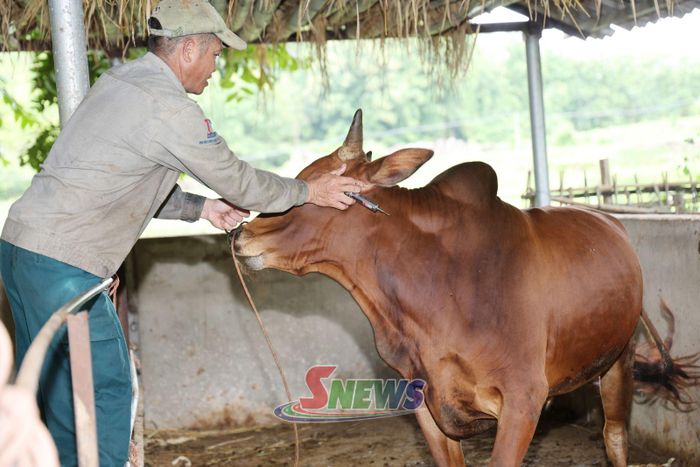 Hộ chăn nuôi bản Sài Ảng chủ động tiêm vắc xin phòng bệnh cho bò.