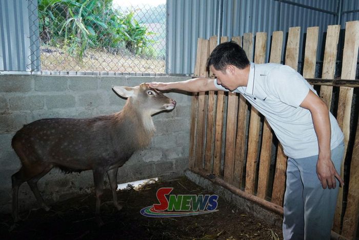Mô hình nuôi hươu lấy nhung của đảng viên bản Mường Lang.