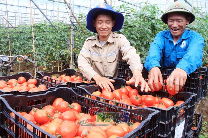 Niềm vui được mùa của nông dân sản xuất cà chua VietGAP xã Tân Yên.