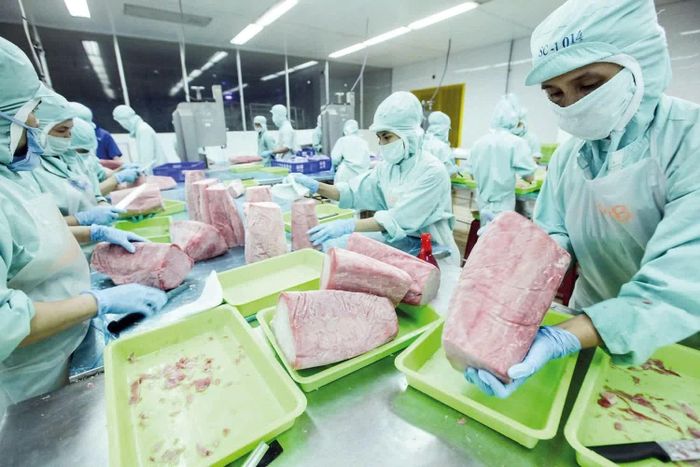 Chế biến cá ngừ xuất khẩu tại Nhà máy chế biến thuỷ sản Bá Hải (Đắk Lắk). Ảnh: Đức Thanh