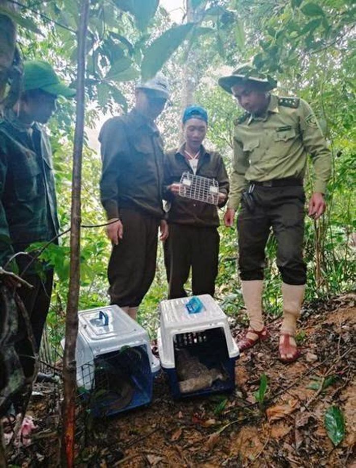 Hạt Kiểm lâm Phong Nha giám sát, chứng kiến hoạt động tái thả . Ảnh: Trung tâm Cứu hộ, Bảo tồn và Phát triển sinh vật.