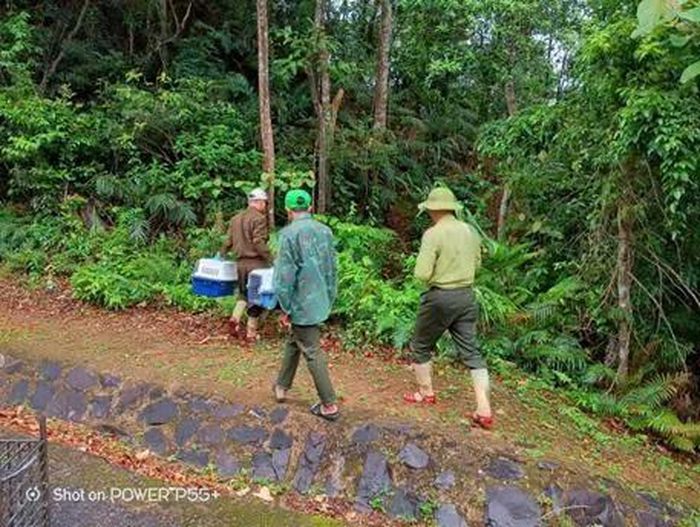 Các loài được thả tại rừng Phong Nha - Kẻ Bàng. Ảnh: Trung tâm Cứu hộ, Bảo tồn và Phát triển sinh vật.