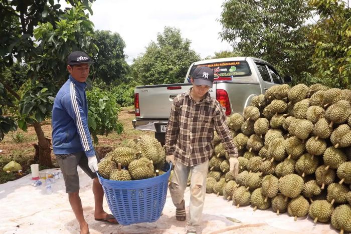 Việc quản lý theo số vùng trồng cần chặt chẽ, đồng thời phải rõ ràng, thuận lợi để doanh nghiệp, hợp tác xã và người dân có thể thực hiện hiệu quả.