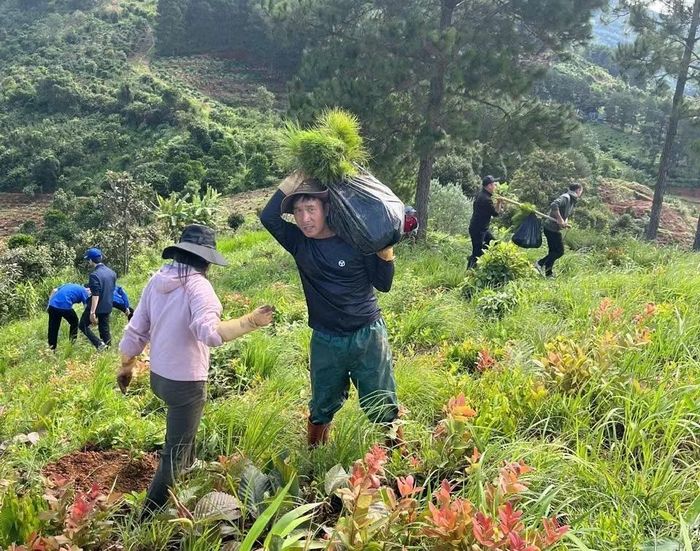 Những vị trí đất lâm nghiệp bị lấn chiếm, chính quyền địa phương cương quyết trồng lại rừng.