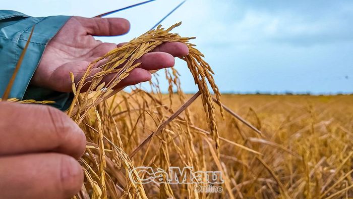 Toàn xã Vĩnh Lợi có hơn 10 ha lúa bị cháy rầy.