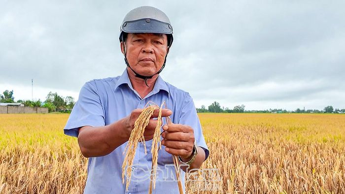 Ông Trần Văn Quân (ấp Thông Lưu, xã Vĩnh Lợi) thất thần đứng trước cánh đồng lúa của gia đình bị rầy gây hại hoàn toàn.