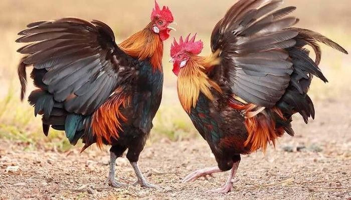 Gà thích nghi với cuộc sống trên mặt đất. Ảnh minh họa.