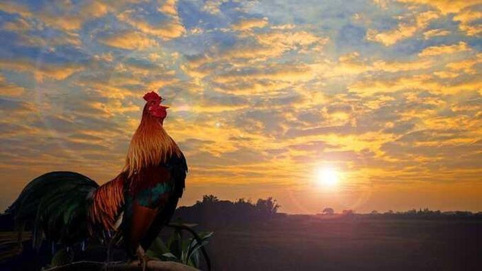 Không chỉ buổi sáng, gà trống có thể gáy nhiều lần. Ảnh minh họa.