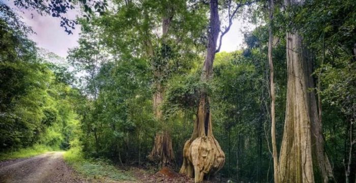 Bảo vệ môi trường gắn với hoạt động quản lý, bảo vệ và phát triển rừng - Ảnh minh họa