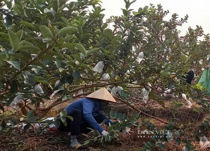 Để hiện thực hóa tiêu chuẩn này, người trồng ổi đồng bộ áp dụng nhiều giải pháp kỹ thuật bài bản, tiến hành lên luống cao, làm cỏ, gom rác tại vùng trồng. Ảnh: Thu Thủy