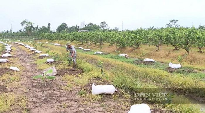 Người dân dùng nguồn phân gà được ủ mục hoàn toàn được sử dụng làm phân bón lót và bón thúc chủ đạo nhằm thay thế một số loại phân hóa học. Ảnh: Thu Thủy