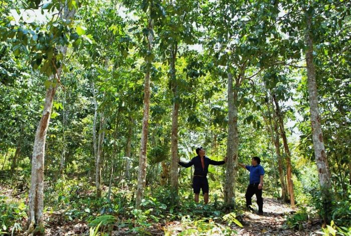 Năm 2026, Đà Nẵng dành khoảng 13,5 tỷ đồng triển khai chính sách hỗ trợ phát triển rừng sản xuất gỗ lớn.