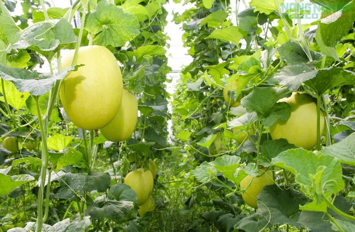 Những mô hình ứng dụng khoa học công nghệ cao mang lại hiệu quả cho người nông dân Nghệ An.