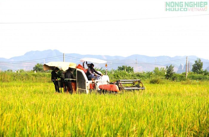 Nông dân Nghệ An tích cực thu hoạch lúa vụ Hè thu - Mùa 2026. (Ảnh: Việt Hòa)