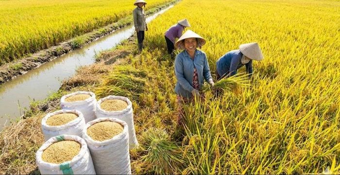 Festival Quốc tế Ngành hàng Lúa gạo Việt Nam lần thứ II - Cần Thơ năm 2026 diễn ra từ ngày 23 đến 26/11. Ảnh: Minh họa